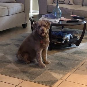 Meet your Posher, Jessie